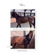 Van dit naar dit… Wil jij dit ook voor jouw paard?, Gedragstraining