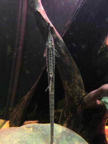 Groep Farlowella Acus  beschikbaar voor biedingen