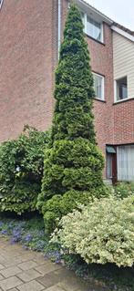 conifeer gratis ophalen, Tuin en Terras, Planten | Bomen, Ophalen, Bloeit niet, Halfschaduw, Overige soorten