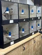 25 grote en kleine tt kooien, Dieren en Toebehoren, Vogels | Hokken en Kooien, Ophalen, Hout, Vogelkooi