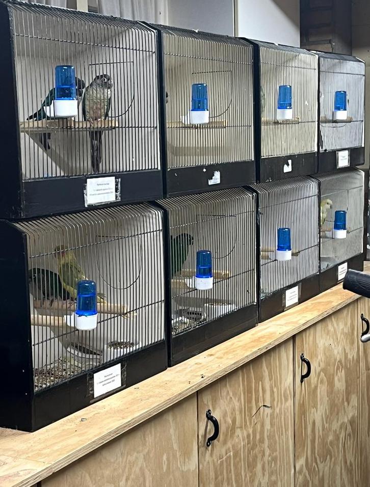 25 grote en kleine tt kooien, Dieren en Toebehoren, Vogels | Hokken en Kooien, Vogelkooi, Hout, Ophalen
