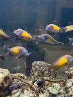 TROPHEUS MOORII KASAKALAWE, Dieren en Toebehoren, Vis, Zoetwatervis, Schoolvis