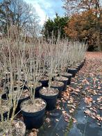 Hibiscus White Pillar - Zuilvormige Hibiscus, 100 tot 250 cm, Zomer, Zuilboom, Ophalen