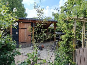 Vakantie opvang voor konijnen,  cavia's,  kippen en hamsters beschikbaar voor biedingen