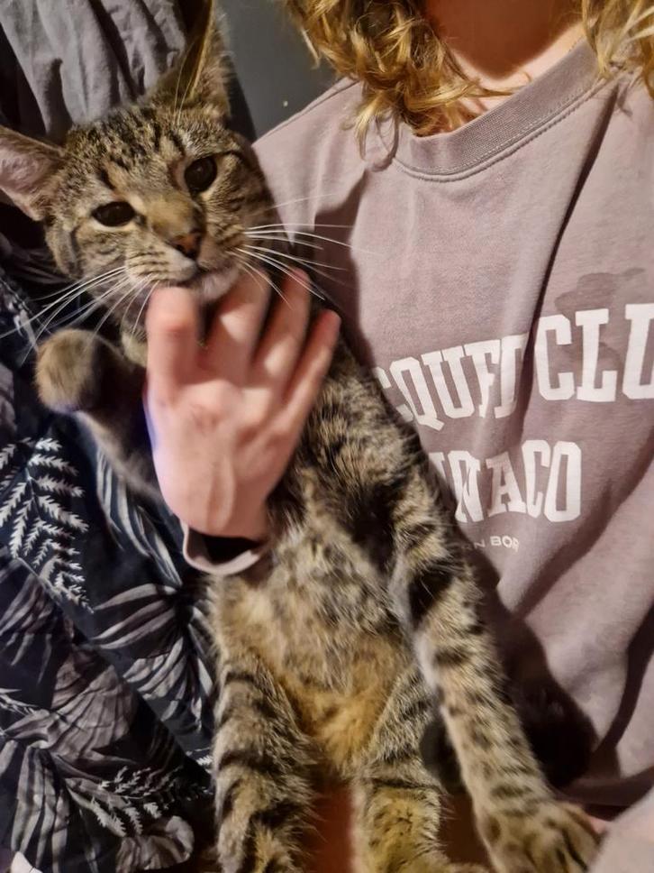 twee lieve katte, Dieren en Toebehoren, Katten en Kittens | Overige Katten, Meerdere dieren