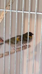 3 jonge Cuba vinken, Dieren en Toebehoren, Vogels | Overige Vogels, Meerdere dieren