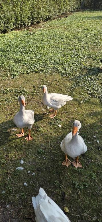 Raszuivere Frankische landgans landganzen kweek 2025 gans  beschikbaar voor biedingen