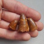 Krokodillen tanden, Verzamelen, Mineralen en Fossielen, Ophalen of Verzenden, Fossiel