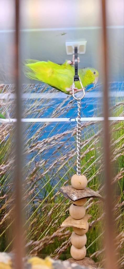 Mooie Forpussen, Dieren en Toebehoren, Vogels | Toebehoren, Nieuw, Ophalen