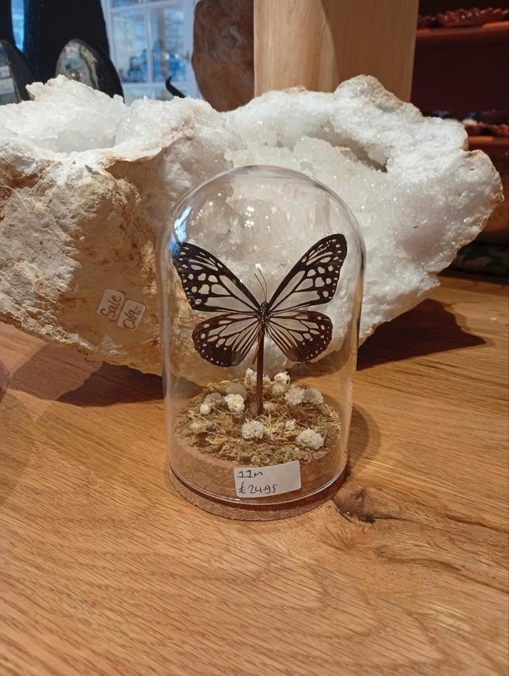 Prachtige vlinder in stolp hoogte 13 cm, Huis en Inrichting, Woonaccessoires | Stolpen, Nieuw, Ophalen of Verzenden