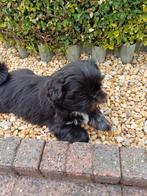 lieve leuke raszuiver shih tzu pups, Overige rassen, Meerdere dieren, Eén hond, Nederland