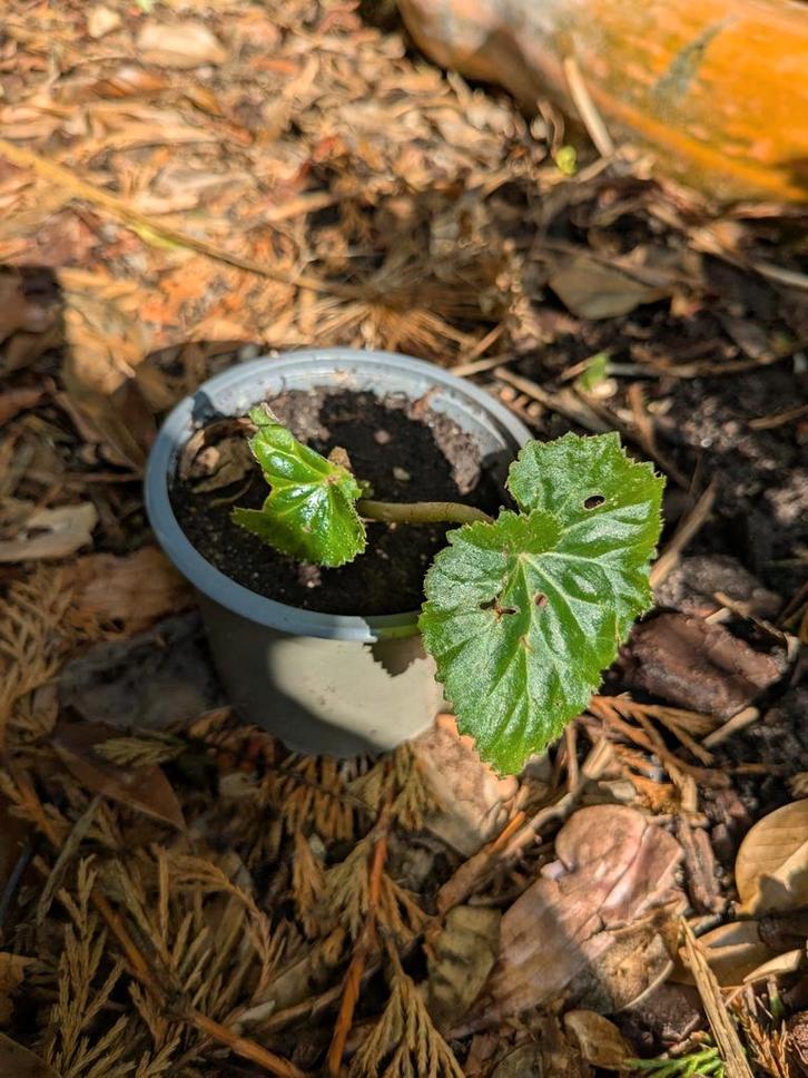 Begonia stekje met mooie bloemen, sterke soort., Tuin en Terras, Planten | Tuinplanten, Overige soorten, Volle zon, Ophalen