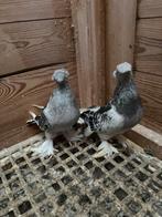Takla, Dieren en Toebehoren, Vogels | Duiven, Tuimelaar of Roller