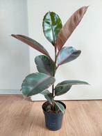 Ficus Elastica Belize - Rubberboom / Rubberplant H: 62 cm., Huis en Inrichting, Kamerplanten, Ophalen, Ficus, Halfschaduw, Minder dan 100 cm