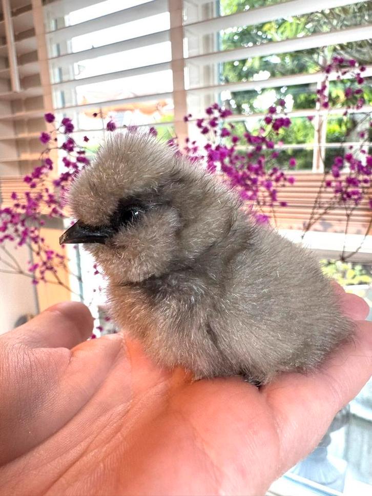 USA zijdehoenen broedeieren, Dieren en Toebehoren, Pluimvee, Kip, Geslacht onbekend