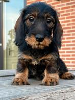 Prachtige Ruwhaar en Korthaar Dwerg teckels pups met stamb, Dieren en Toebehoren, CDV (hondenziekte), 8 tot 15 weken, Dwerg, Meerdere