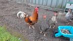 Haan zoekt nieuw koppeltje., Dieren en Toebehoren, Pluimvee, Mannelijk, Kip