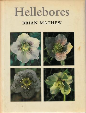 Hellebores beschikbaar voor biedingen