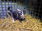 Prachtige boerderijkittens, Dieren en Toebehoren, Katten en Kittens | Overige Katten, Poes, Kortharig, 0 tot 2 jaar