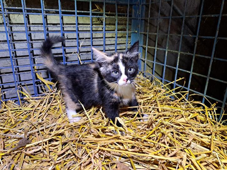 Prachtige boerderijkittens, Dieren en Toebehoren, Katten en Kittens | Overige Katten, Kortharig, Poes, 0 tot 2 jaar