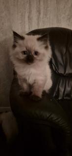 Nog 2 ragdoll kittens mogen verhuizen, Dieren en Toebehoren, Katten en Kittens | Raskatten | Korthaar, Meerdere dieren