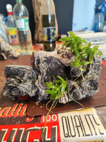 Aquarium hout mopani met staurogyne repens en Kameroonmos beschikbaar voor biedingen