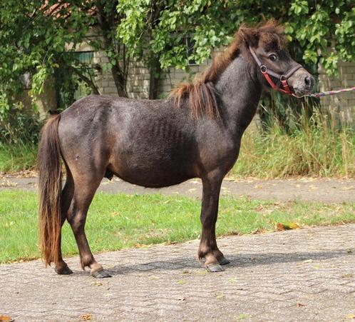 Te koop twee  super leuke en lieve shetlander ruin, Dieren en Toebehoren, Pony's, Ruin, Onbeleerd, A pony (tot 1.17m), Recreatiepony