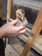 Cream legbar kuikens, Dieren en Toebehoren, Vrouwelijk