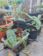 3-jarige Japanse mispel (loquat),sterke planten,winterhar, Ophalen of Verzenden, Minder dan 100 cm, Lente