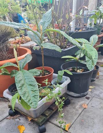 3-jarige Japanse mispel (loquat),sterke planten,winterhar beschikbaar voor biedingen