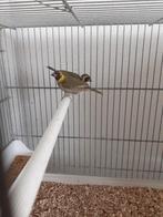 Kleine Cubavinken, Dieren en Toebehoren, Meerdere dieren, Tropenvogel
