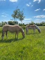 5-jarige Palomino PRE merrie, Dieren en Toebehoren, Merrie, Recreatiepaard