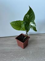 Syngonium albo, Ophalen of Verzenden, Overige soorten, Minder dan 100 cm