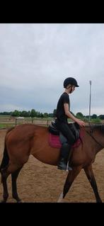 Aub lezen verzorger gezocht 4 jarige merrie, Dieren en Toebehoren, Paarden en Pony's | Verzorgingsproducten, Ophalen of Verzenden