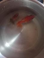 HELP 2 GRATIS GOUDVISSEN GOUW OPHALEN, Dieren en Toebehoren, Goudvis(sen)