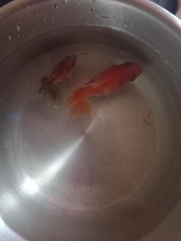 HELP 2 GRATIS GOUDVISSEN GOUW OPHALEN beschikbaar voor biedingen