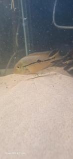 Gele acara te koop of te ruil voor hikari carnivore pellets, Vis