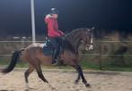 Knappe aansprekende 5 jarige merrie, Dieren en Toebehoren, Paarden, Merrie, Dressuurpaard, 3 tot 6 jaar