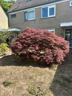 40 jaar oude Japanse Esdoorn, Tuin en Terras, Planten | Bomen, Ophalen, Bloeit niet, Halfschaduw, Overige soorten
