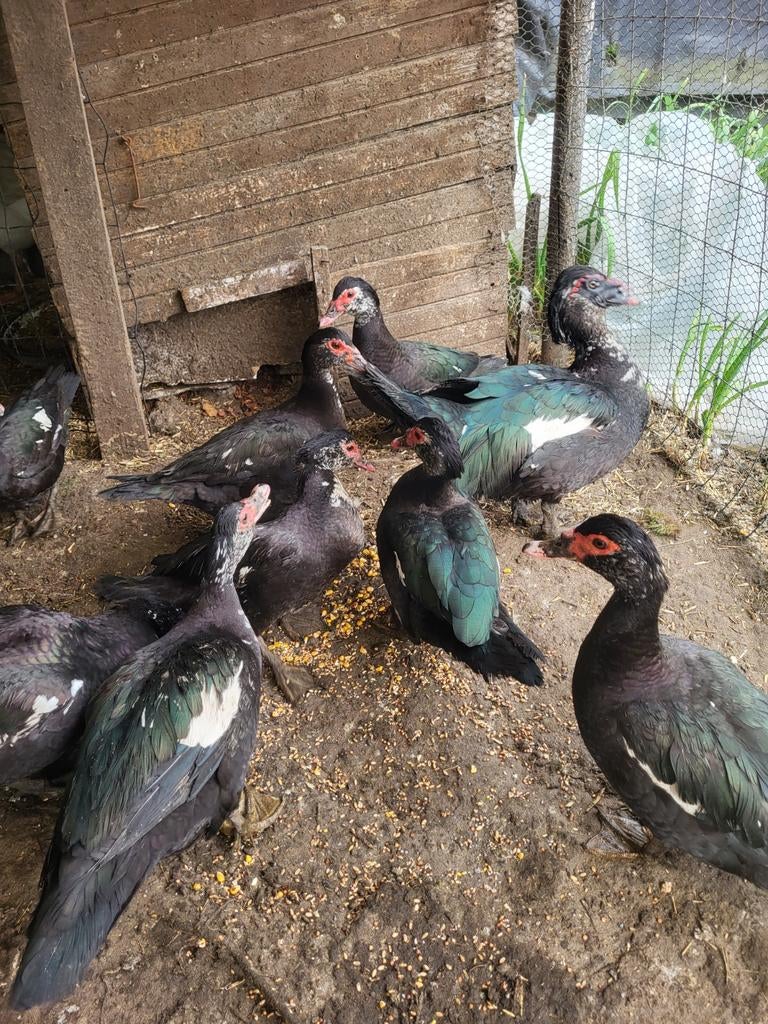 Batberie eenden, zie beschrijving, Dieren en Toebehoren, Meerdere dieren, Eend