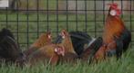 Te koop 4 hennetjes 1 haantje java kriel patrijs, Dieren en Toebehoren, Pluimvee, Meerdere dieren, Kip