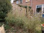 Bamboe Fargesia Red Dragon, niet woekerende!, Tuin en Terras, Ophalen, Bamboe, 250 cm of meer