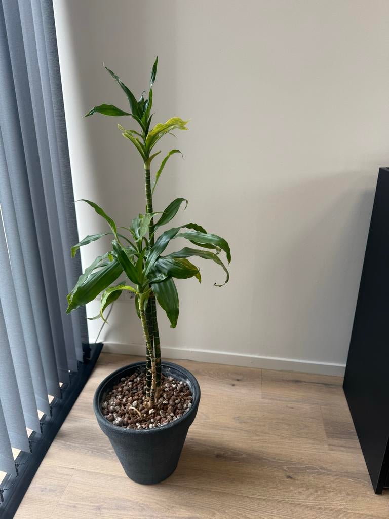 Mooie Dracaena kamerplant in pot, Ophalen, 100 tot 150 cm, Overige soorten, Halfschaduw