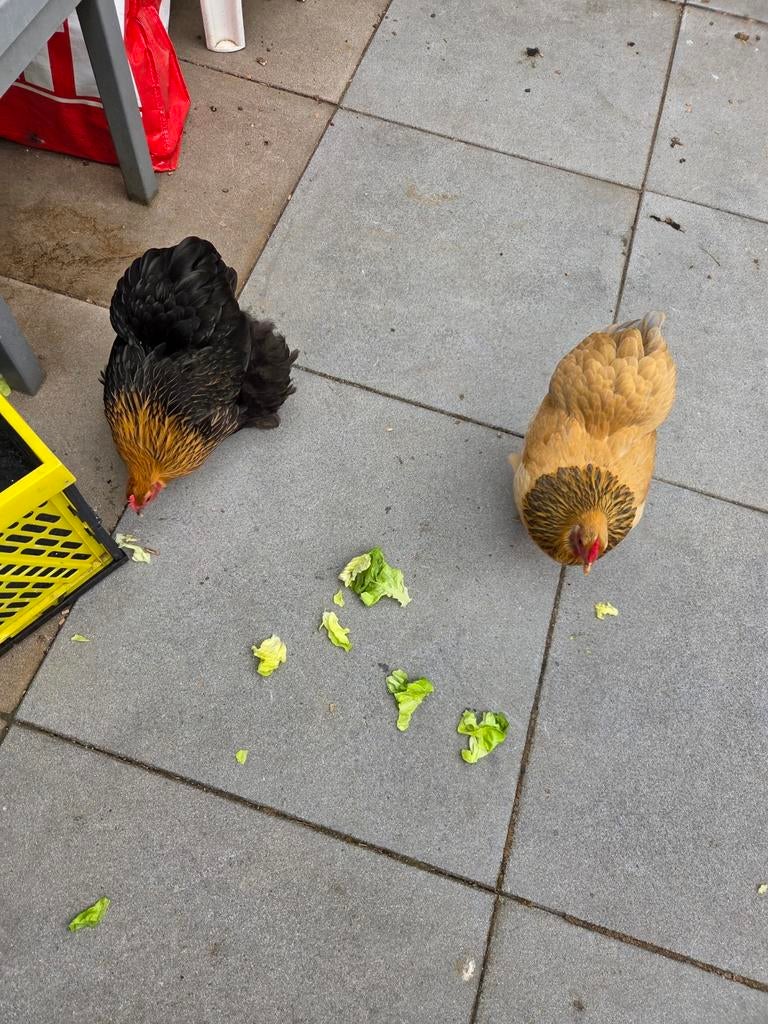 Tekoop 2krielhennen 1jaar oud, Dieren en Toebehoren, Pluimvee, Vrouwelijk, Kip