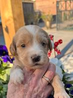 Australian labradoodle pups met afstammingsbewijs!!, Dieren en Toebehoren, Honden | Retrievers, Spaniëls en Waterhonden, Parvo