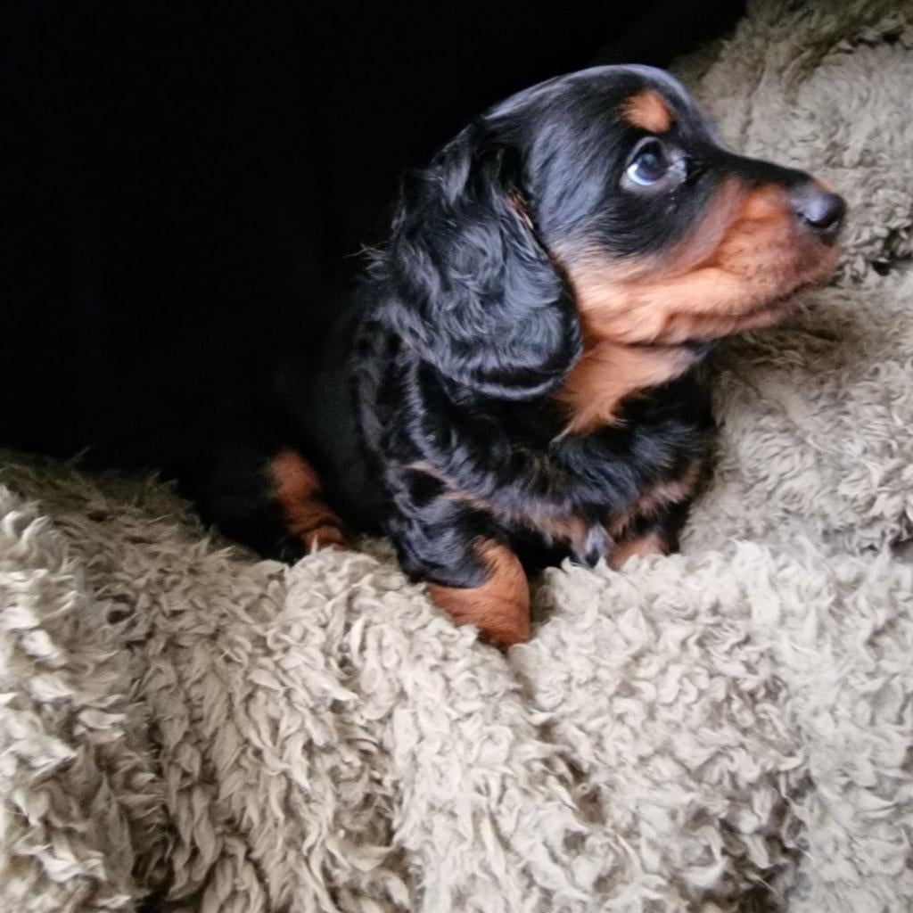 Langhaar teckel pups black and tan, Dieren en Toebehoren, 8 tot 15 weken, Langhaar, Meerdere, Meerdere dieren