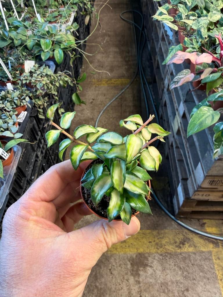 Hoya lacunosa 'Bruno' - Compacte wasbloem in 6 cm pot, Huis en Inrichting, Kamerplanten, Ophalen of Verzenden