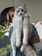 Ragdoll kittens verwacht eind april/begin mei, Poes, Met stamboom