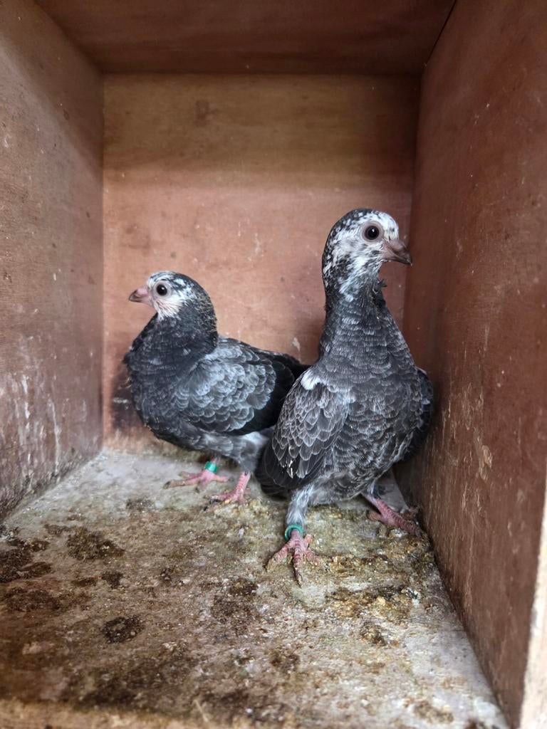 2 jonge figuritas, Meerdere dieren, Overige soorten