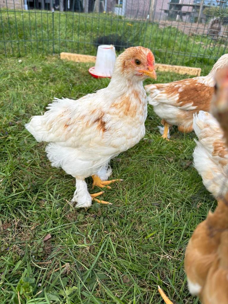 4 tamme haantjes, Mannelijk, Kip